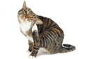 10 signs of fleas in cats