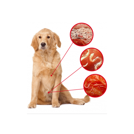 Hoe vaak moet ik mijn kat of hond ontwormen?